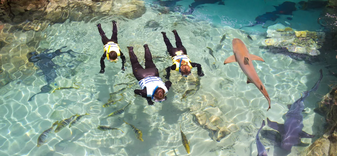 three snorkelers in water looking at sharks